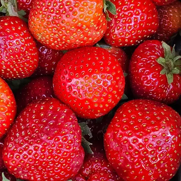 Fresh strawberries